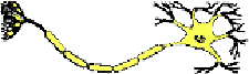 Nerve.gif (3737 bytes)