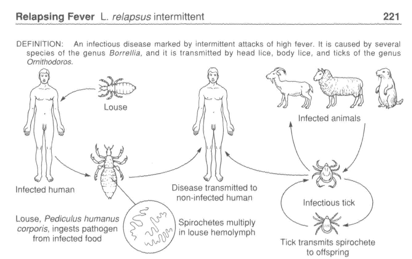 relapsing fever.jpg (48879 bytes)